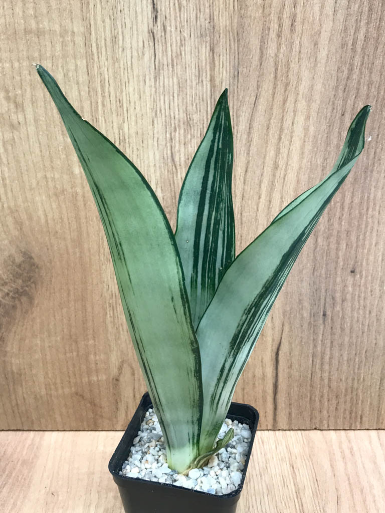 SHPR8324 Sansevieria trifasciata ‘Brazilian Moonshine’ - Obrázek 2