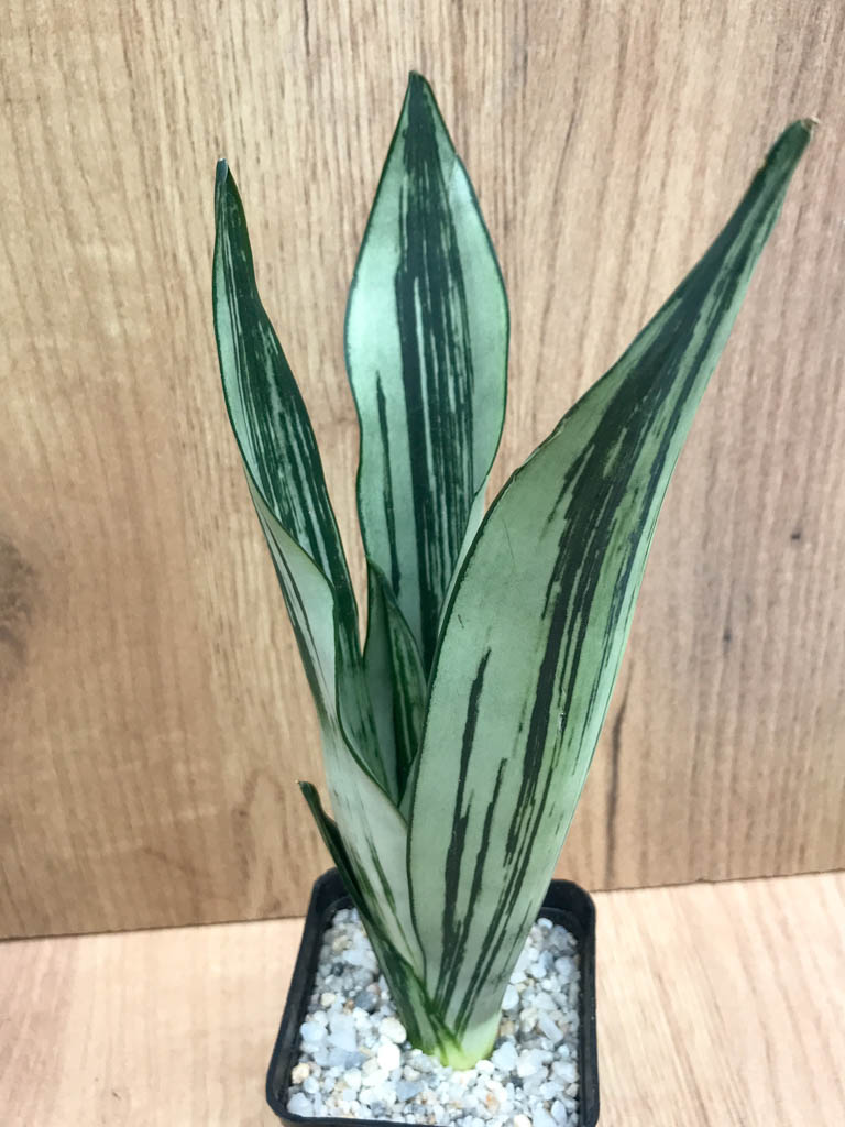 SHPR8324 Sansevieria trifasciata ‘Brazilian Moonshine’