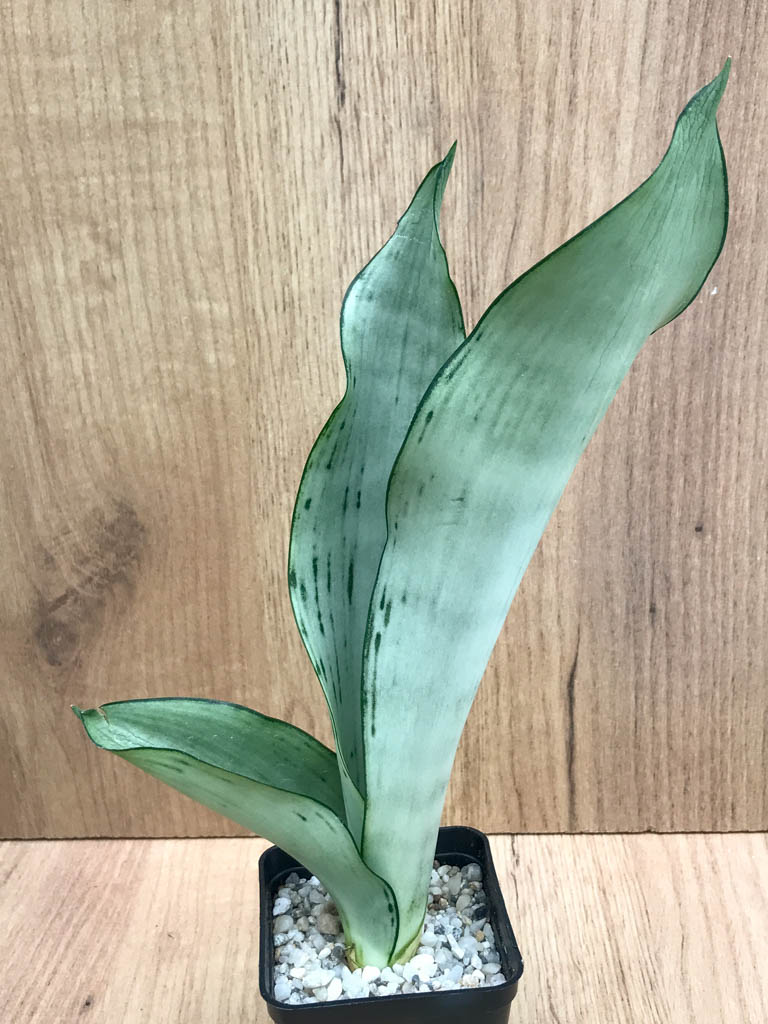 SHPR8325 Sansevieria trifasciata ‘Brazilian Moonshine’ - Obrázek 6