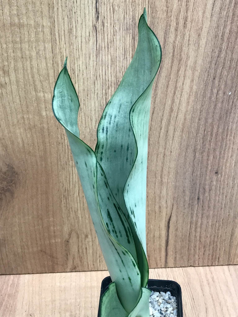 SHPR8325 Sansevieria trifasciata ‘Brazilian Moonshine’ - Obrázek 2