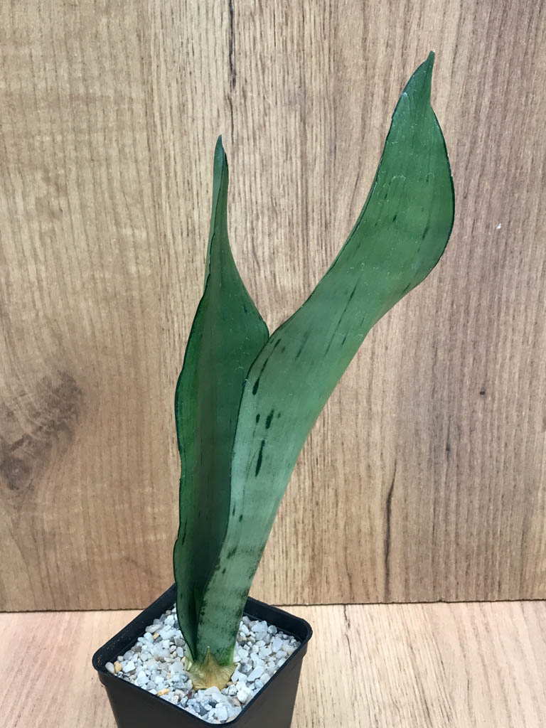 SHPR8325 Sansevieria trifasciata ‘Brazilian Moonshine’ - Obrázek 4