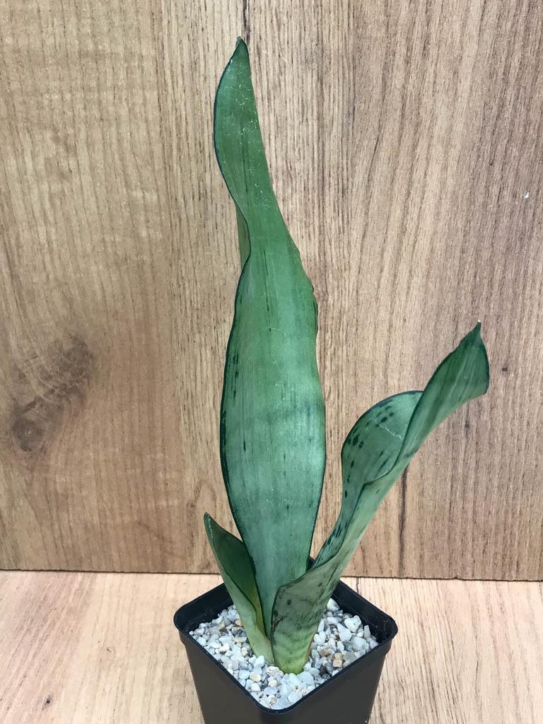 SHPR8325 Sansevieria trifasciata ‘Brazilian Moonshine’ - Obrázek 3