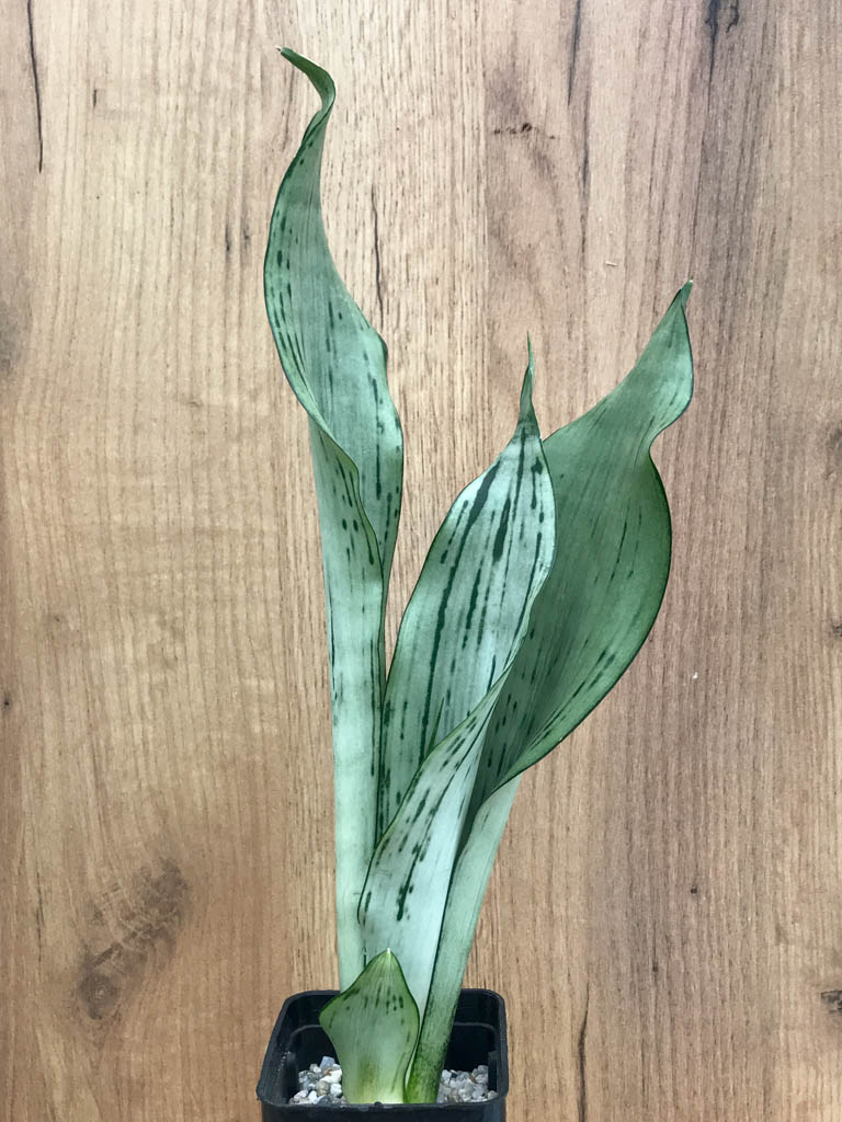 SHPR8326 Sansevieria trifasciata ‘Brazilian Moonshine’