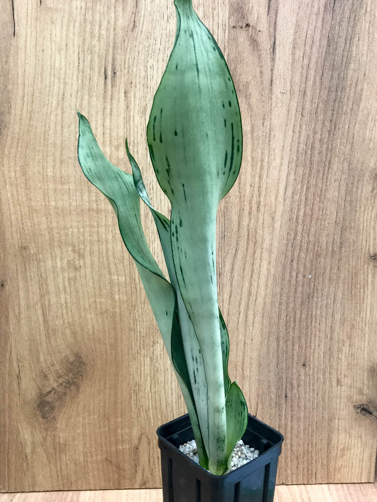 SHPR8326 Sansevieria trifasciata ‘Brazilian Moonshine’ – Bild 3