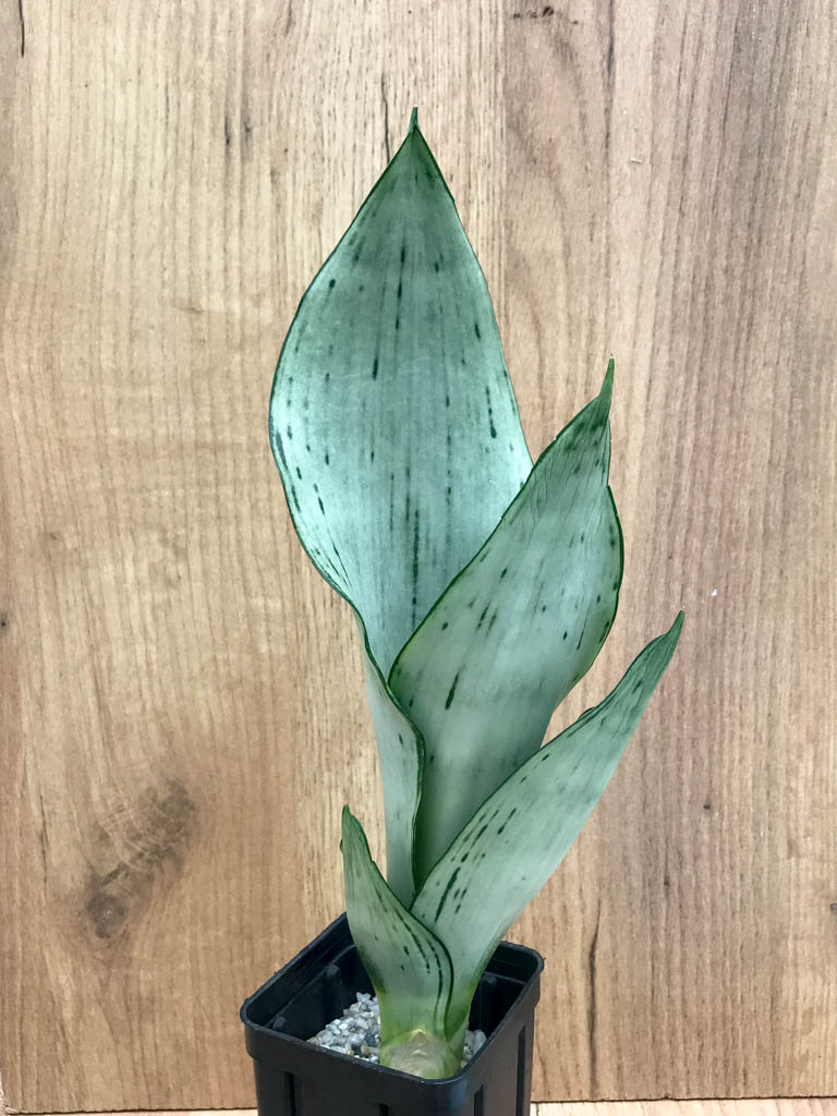 SHPR8326 Sansevieria trifasciata ‘Brazilian Moonshine’ – Bild 4