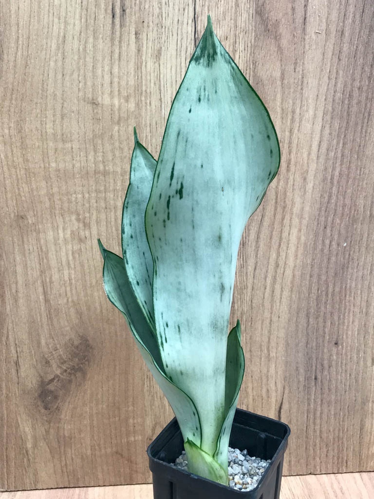 SHPR8326 Sansevieria trifasciata ‘Brazilian Moonshine’ – Bild 5