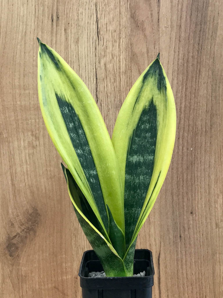 SHPR8331 Sansevieria trifasciata ‘Golden Flame’