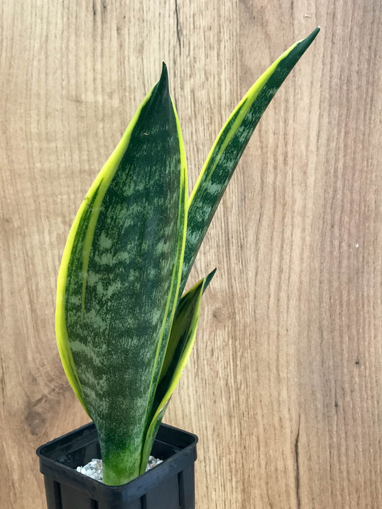 SHPR8331 Sansevieria trifasciata ‘Golden Flame’ - Image 2
