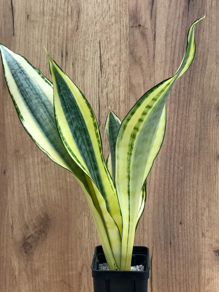 SHPR8332 Sansevieria trifasciata ‘Golden Asahi’ - Image 2