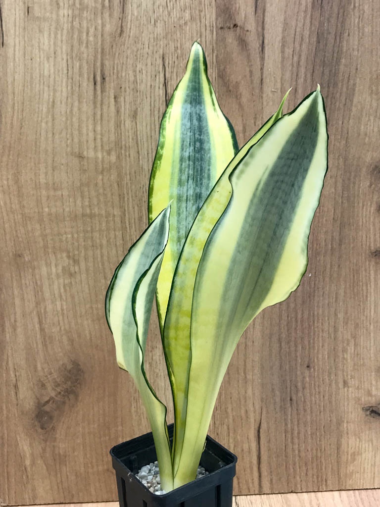 SHPR8332 Sansevieria trifasciata ‘Golden Asahi’ - Image 3