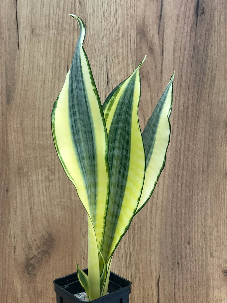 SHPR8332 Sansevieria trifasciata ‘Golden Asahi’ - Image 4