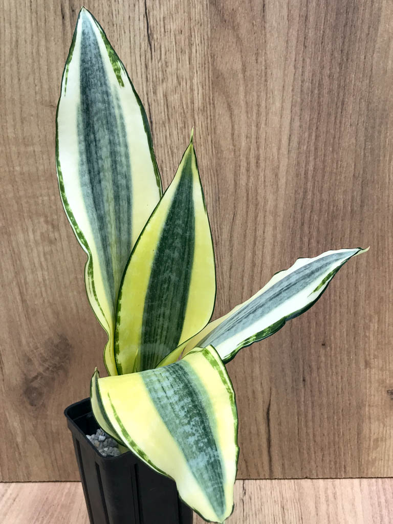 SHPR8332 Sansevieria trifasciata ‘Golden Asahi’ - Image 5