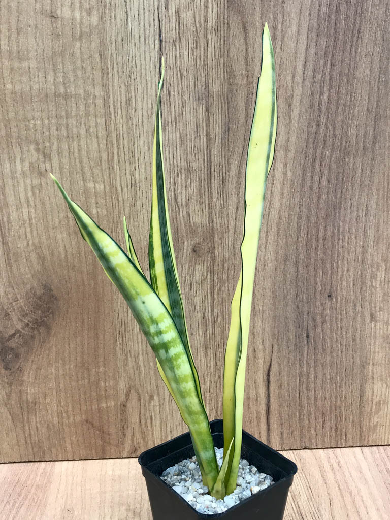 SHPR8333 Sansevieria 'Craigii osaka' - Image 2