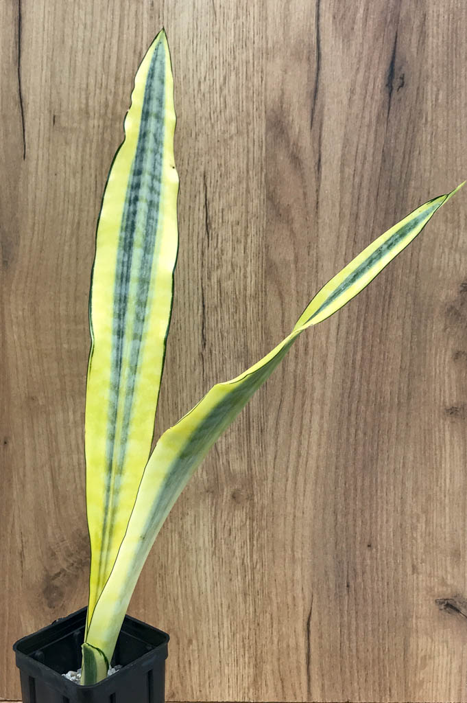 SHPR8334 Sansevieria 'Craigii osaka' – Bild 3
