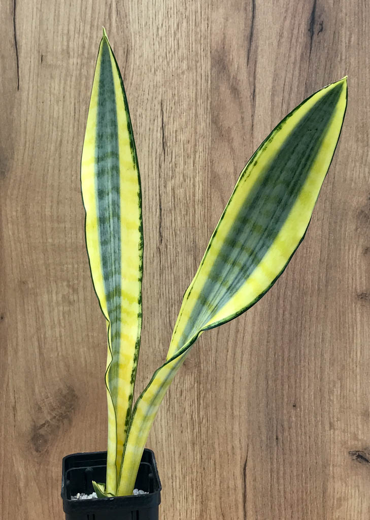 SHPR8334 Sansevieria 'Craigii osaka' – Bild 4