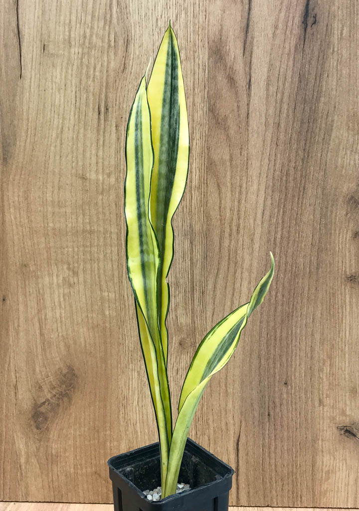 SHPR8334 Sansevieria 'Craigii osaka' – Bild 5