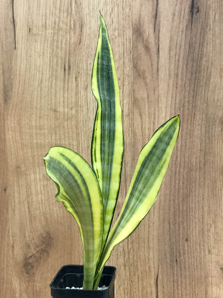 SHPR8334 Sansevieria 'Craigii osaka'