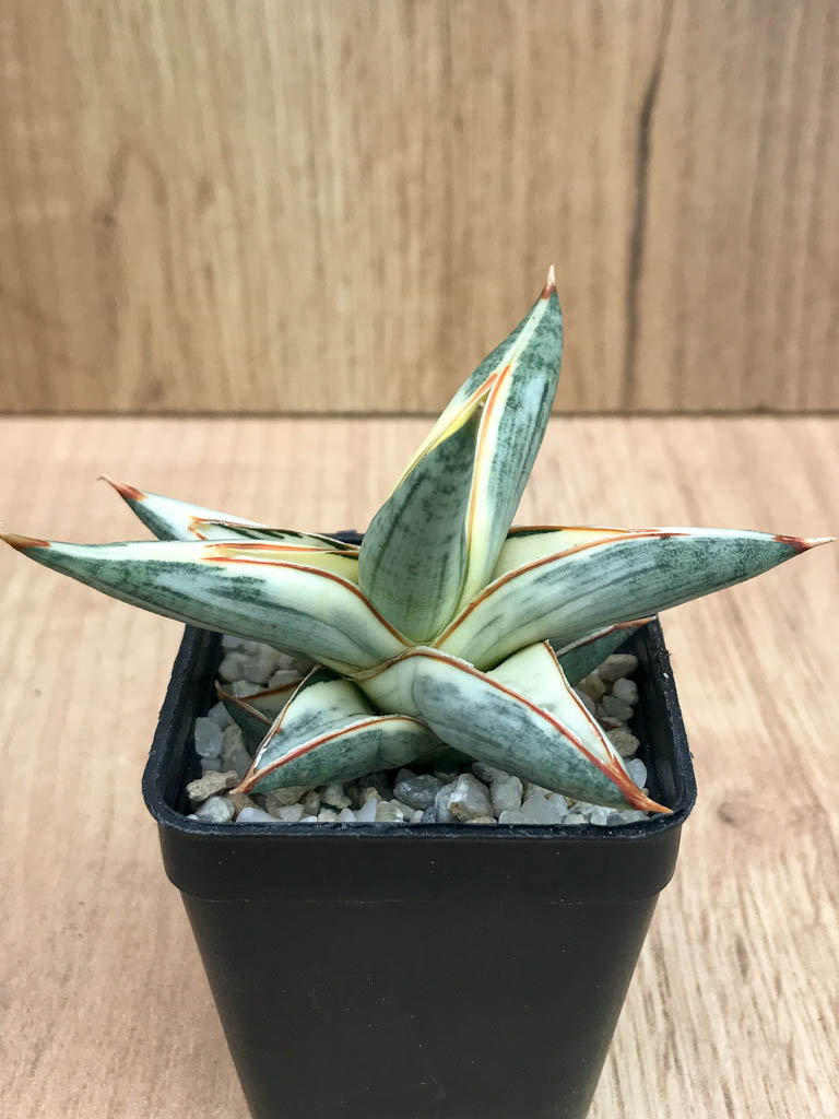 SHPR8335 Sansevieria 'Blue Clone' - Image 2