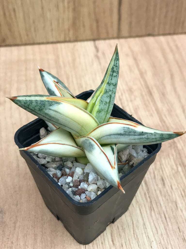 SHPR8335 Sansevieria 'Blue Clone' - Image 3