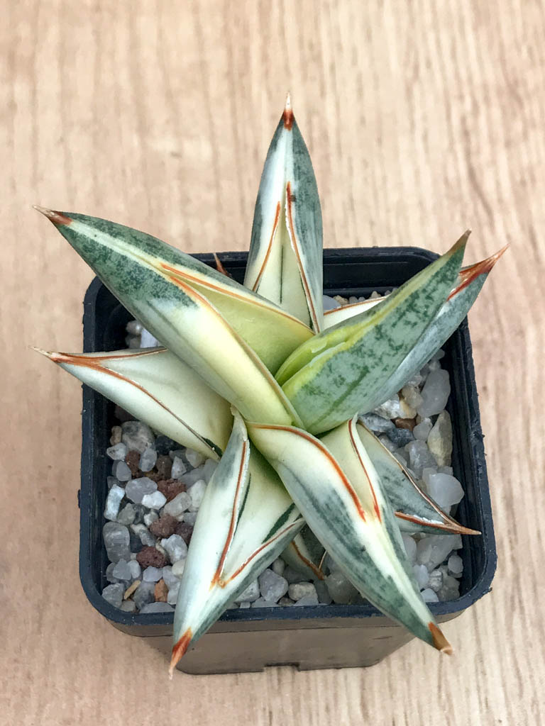 SHPR8335 Sansevieria 'Blue Clone'