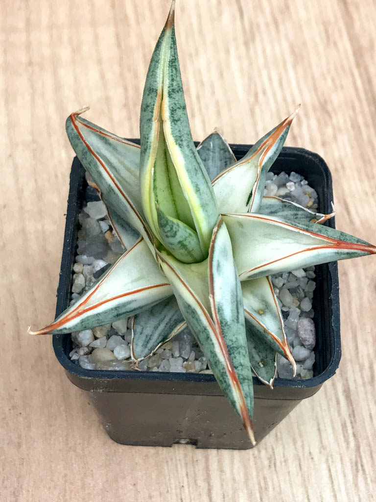 SHPR8335 Sansevieria 'Blue Clone' - Image 4