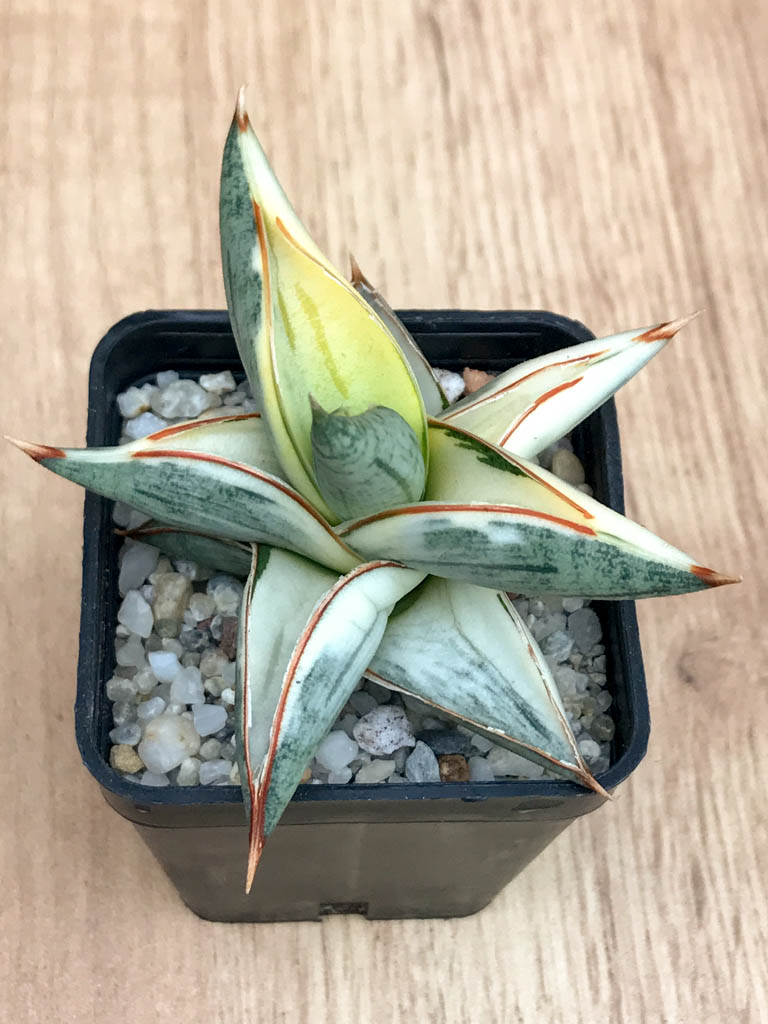 SHPR8335 Sansevieria 'Blue Clone' - Image 5