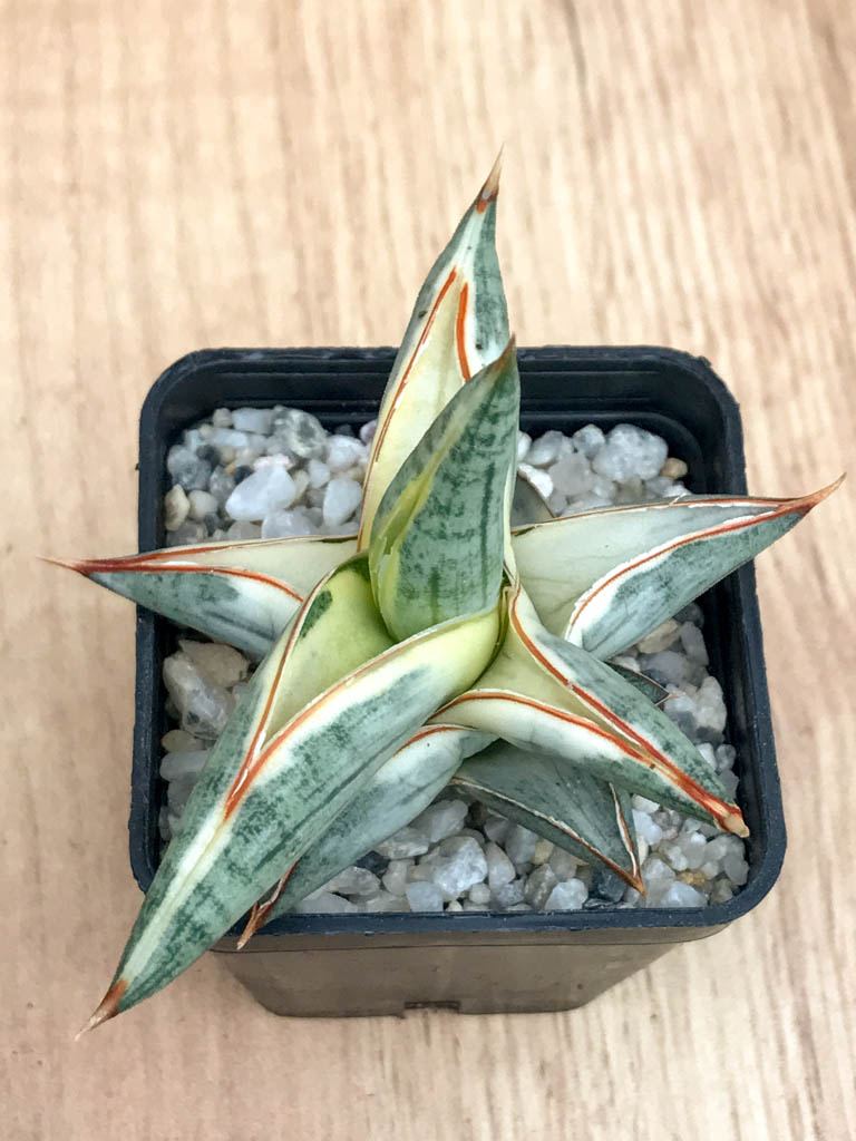 SHPR8335 Sansevieria 'Blue Clone' - Image 6