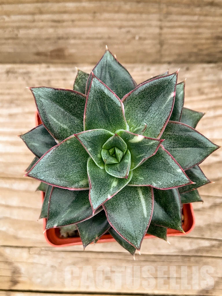 SHPR8337 Echeveria purpusorum ‘Monocerotis’ variegated