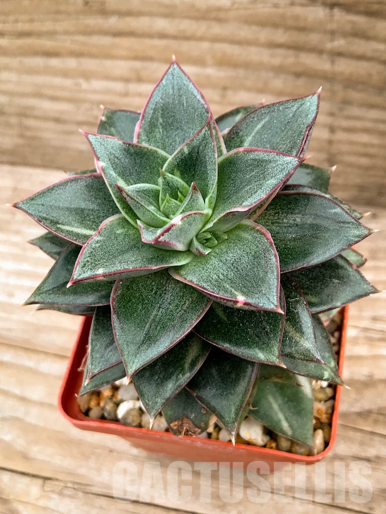 SHPR8337 Echeveria purpusorum ‘Monocerotis’ variegated - Image 3