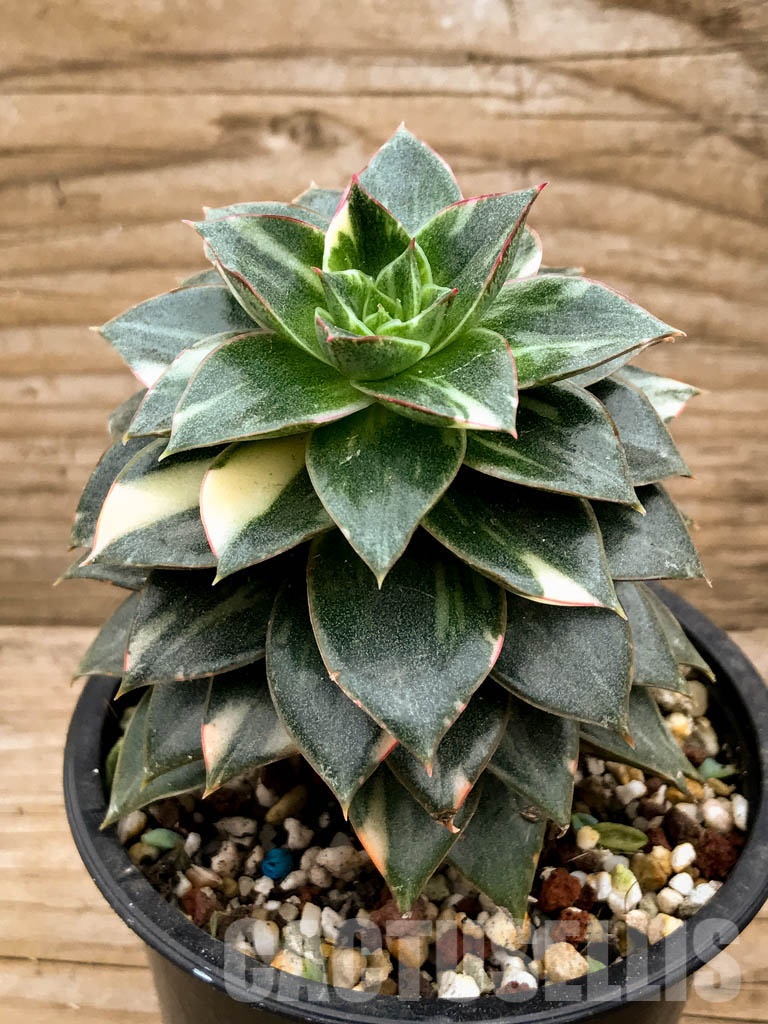 SHPR8338 Echeveria purpusorum ‘Monocerotis’ variegated - Image 2