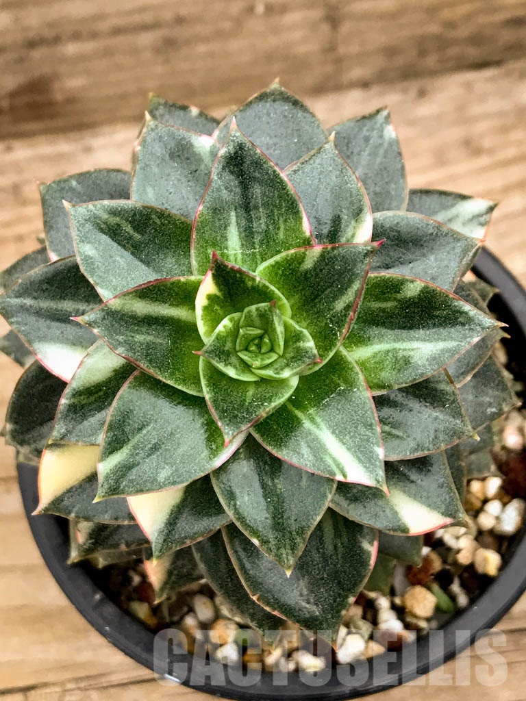 SHPR8338 Echeveria purpusorum ‘Monocerotis’ variegated