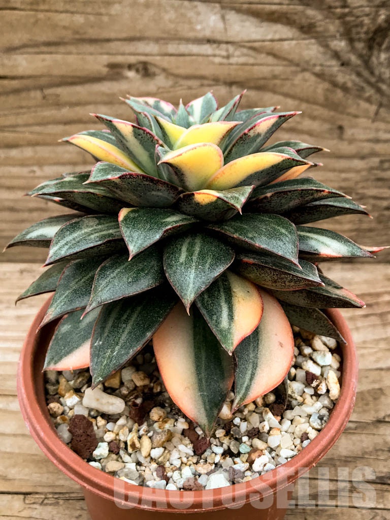 SHPR8342 Echeveria purpusorum ‘Monocerotis’ variegated