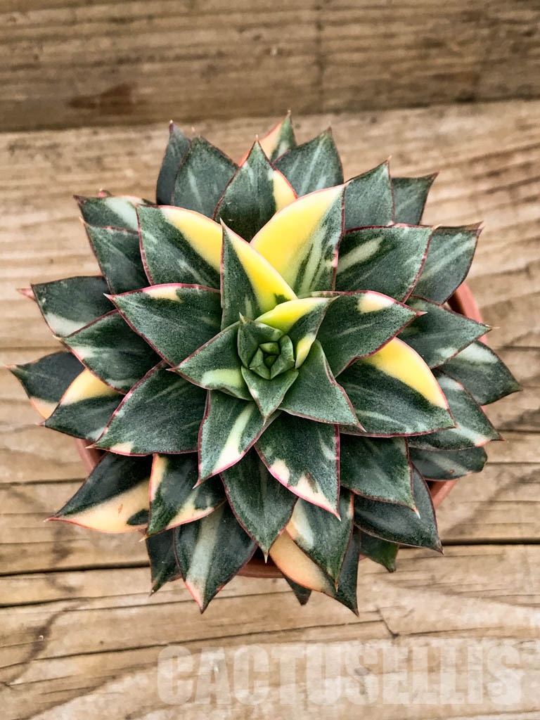 SHPR8342 Echeveria purpusorum ‘Monocerotis’ variegated - Imagen 3