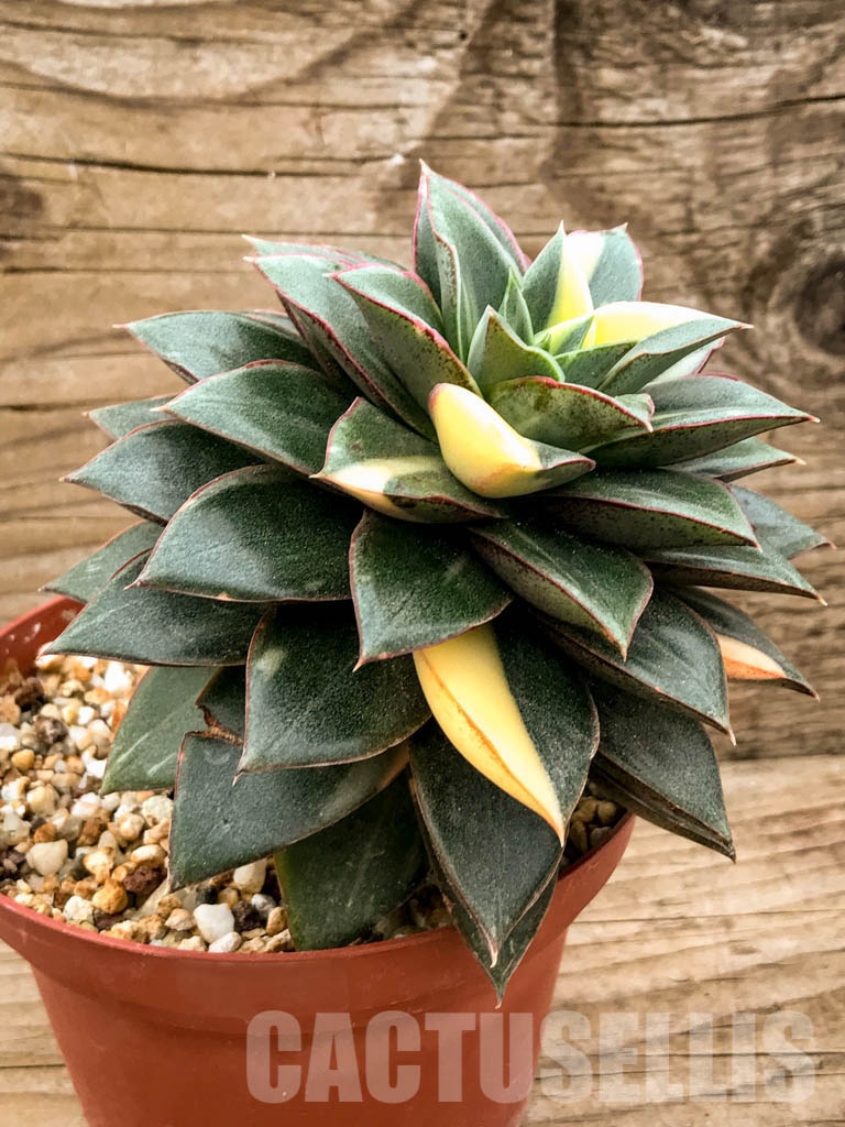 SHPR8343 Echeveria purpusorum ‘Monocerotis’ variegated - Imagen 2