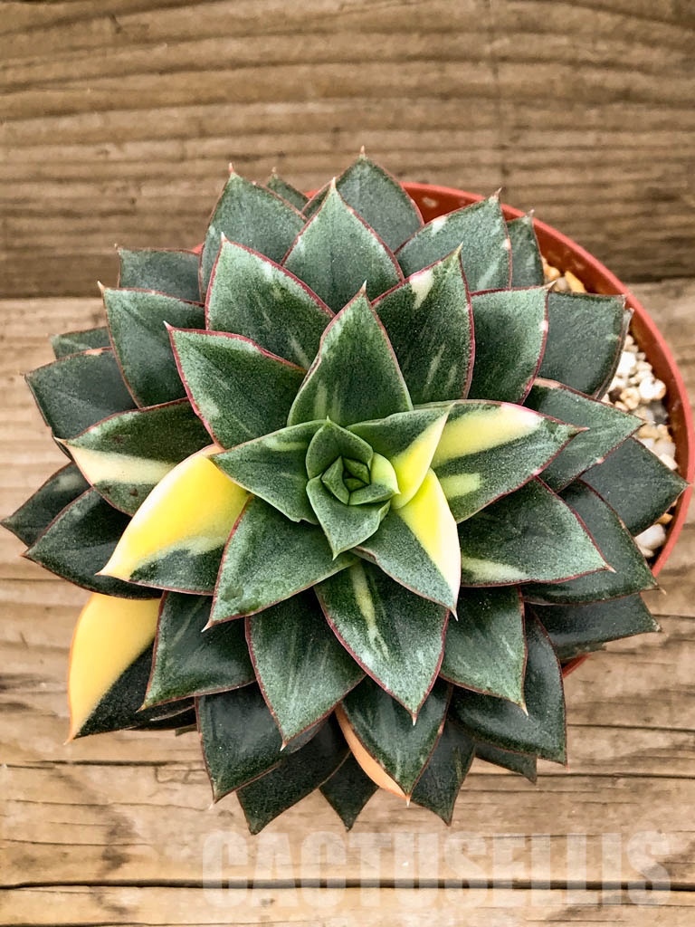 SHPR8343 Echeveria purpusorum ‘Monocerotis’ variegated