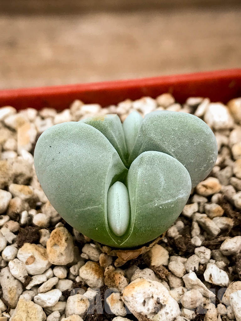 SHPR8345 Gibbaeum album, Springfontein, South Africa - Image 2