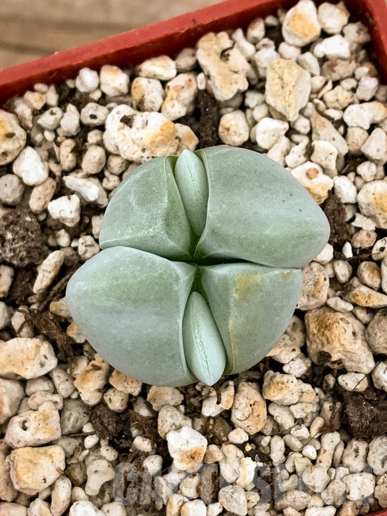 SHPR8345 Gibbaeum album, Springfontein, South Africa - Image 3