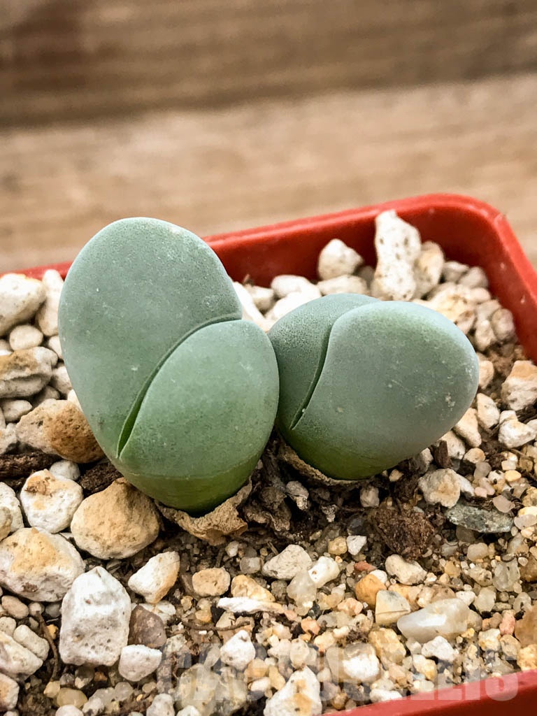 SHPR8345 Gibbaeum album, Springfontein, South Africa - Image 4