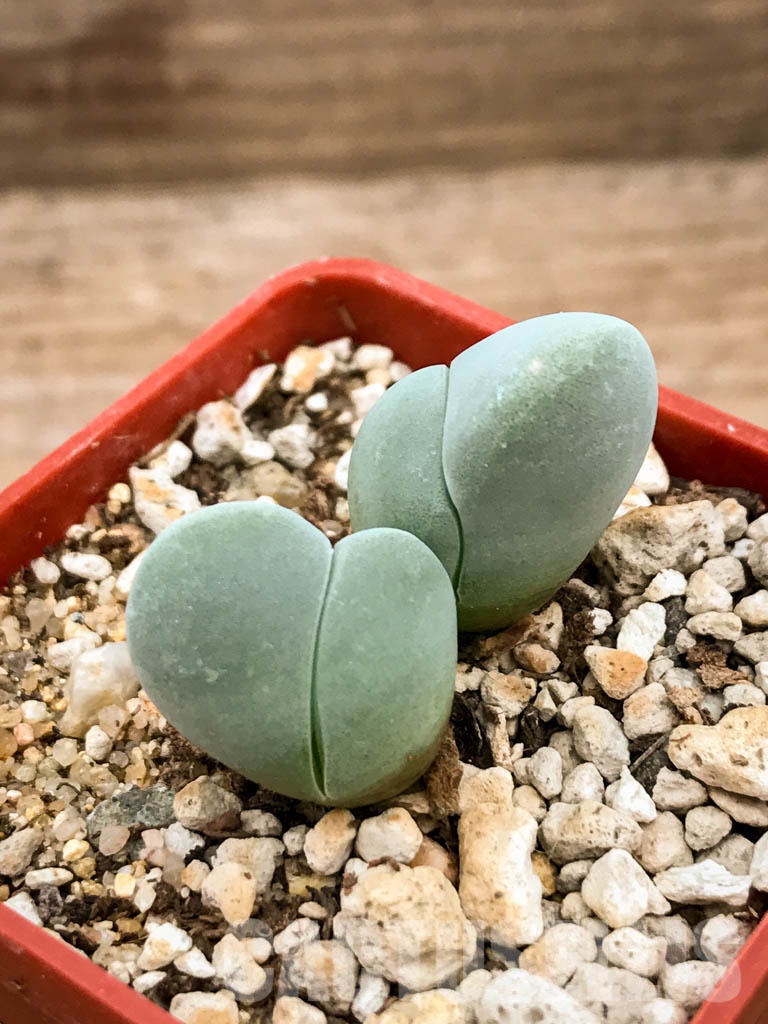 SHPR8345 Gibbaeum album, Springfontein, South Africa