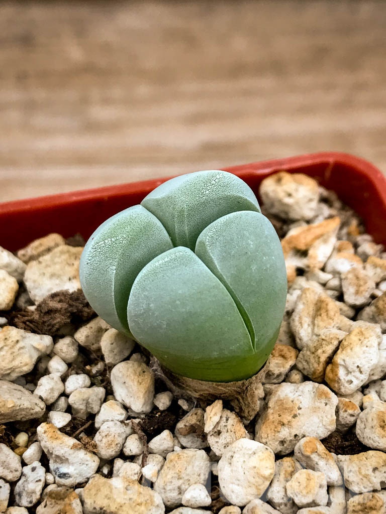 SHPR8345 Gibbaeum album, Springfontein, South Africa - Image 6