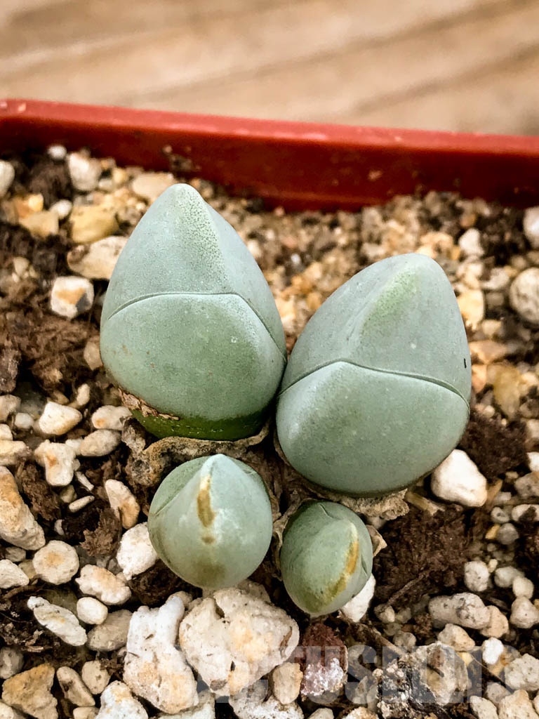 SHPR8345 Gibbaeum album, Springfontein, South Africa - Image 7