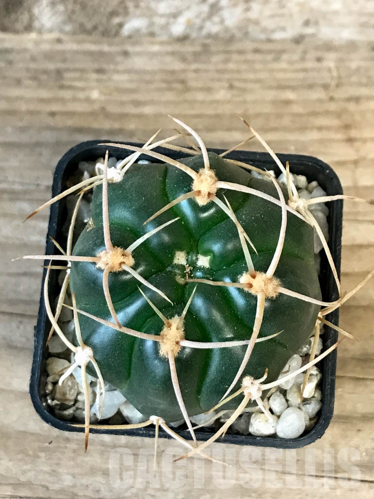 SHPR8354 Gymnocalycium orientale new form Tom 15-752 - 画像 (4)