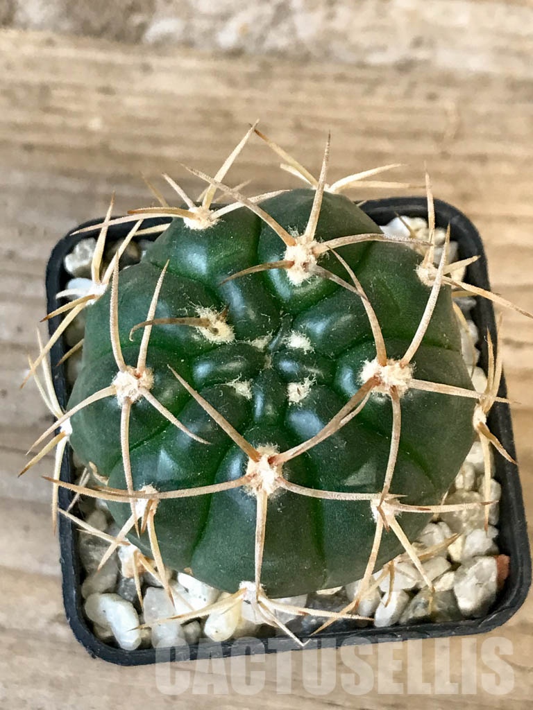 SHPR8354 Gymnocalycium orientale new form Tom 15-752
