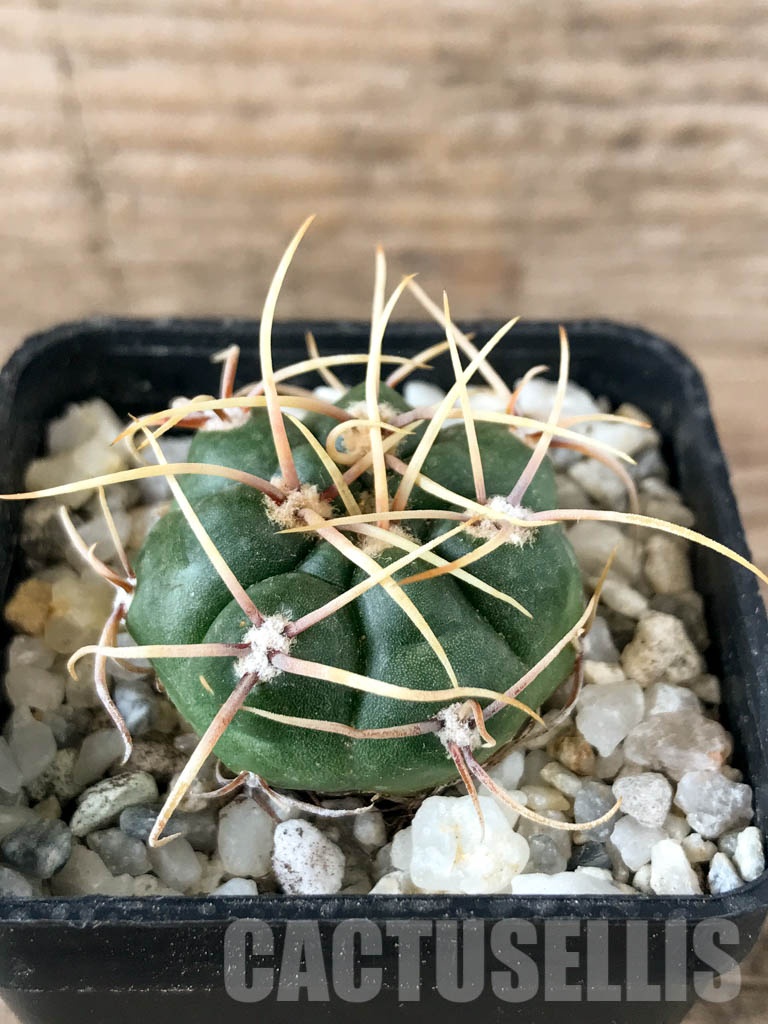 SHPR8356 Gymnocalycium monvillei, hard spines - Imagen 2