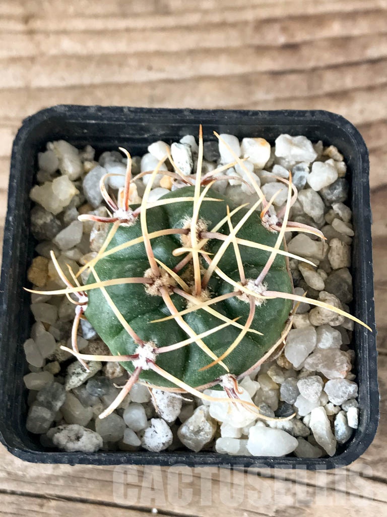 SHPR8356 Gymnocalycium monvillei, hard spines - Imagen 3