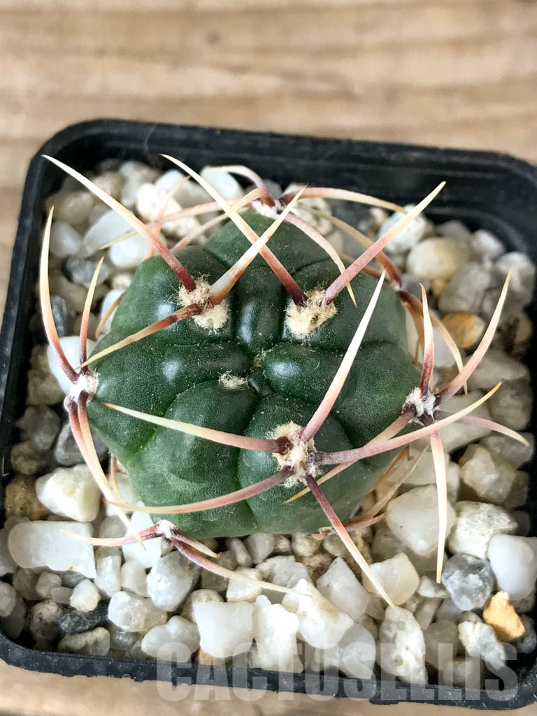 SHPR8356 Gymnocalycium monvillei, hard spines