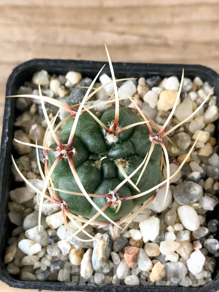 SHPR8356 Gymnocalycium monvillei, hard spines - Imagen 5