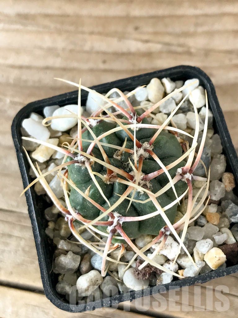 SHPR8356 Gymnocalycium monvillei, hard spines - Imagen 6