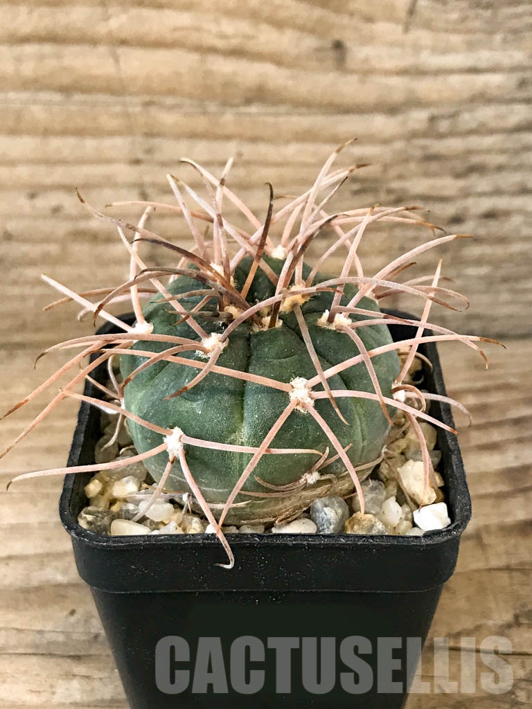 SHPR8361 Gymnocalycium schmidianum