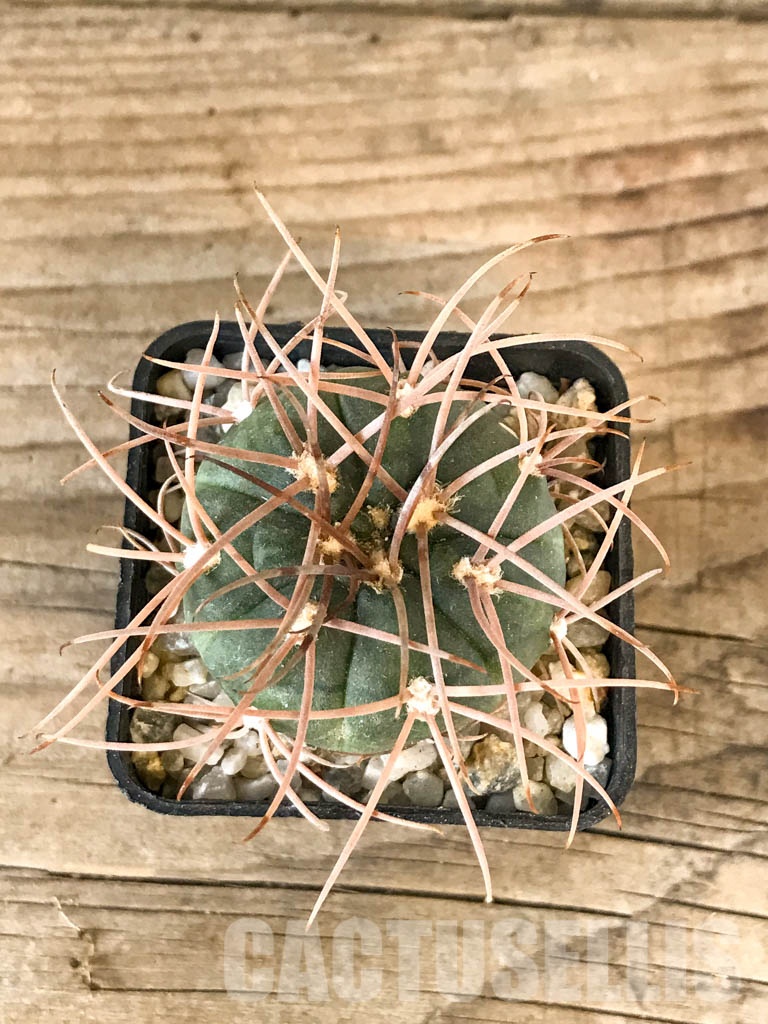 SHPR8361 Gymnocalycium schmidianum - Image 3